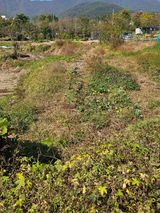 팜모닝 고구마·영농일지 게시글 이미지