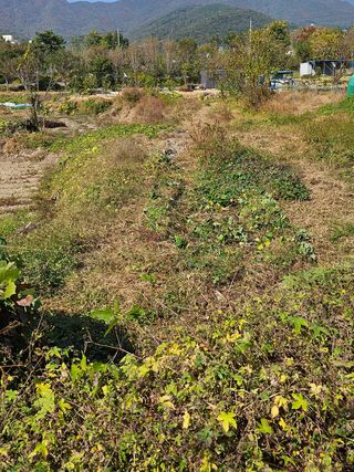 장문업 님의 고구마 · 영농일지 작성글 사진