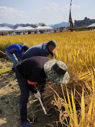 양파5749님의 벼 · 자유게시판 작성글 사진