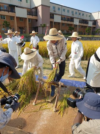 양파5749님의 벼 · 자유게시판 작성글 사진