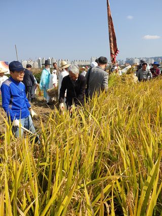 양파5749님의 벼 · 자유게시판 작성글 사진