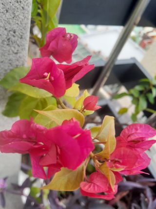 이미옥님의 [팜춘문예] 짧은 시 쓰기 · 참여글 작성글 사진