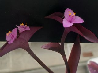 이미옥님의 [팜춘문예] 짧은 시 쓰기 · 참여글 작성글 사진