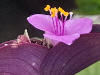 이미옥님의 [팜춘문예] 짧은 시 쓰기 · 참여글 작성글 사진