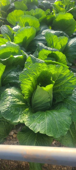 윤양현님의 기타작물 · 자유게시판 작성글 사진