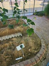 팜모닝 오이·영농일지 게시글 이미지