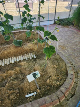 ㅅㅈㅇ님의 오이 · 영농일지 작성글 사진