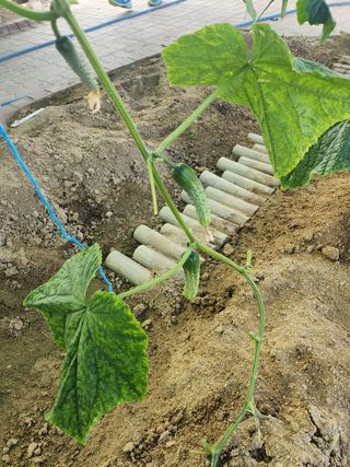 ㅅㅈㅇ님의 오이 · 영농일지 작성글 사진