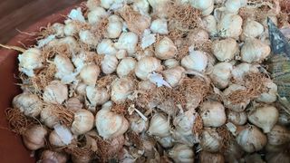 영월산지기148님의 들깨 · 자유게시판 작성글 사진