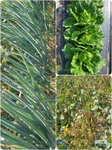 팜모닝 [팜춘문예] 짧은 시 쓰기·참여글 게시글 이미지