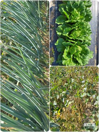 조용길님의 [팜춘문예] 짧은 시 쓰기 · 참여글 작성글 사진