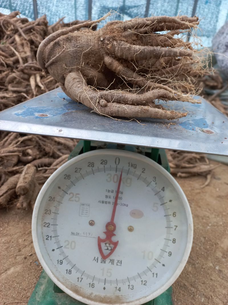 장터 상품 [더덕500g    판매완료 ] 썸네일