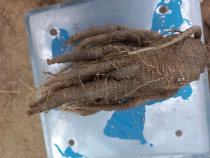 이명숙님의 장터 판매 상품 [더덕500g    판매완료 ] 첨부 사진