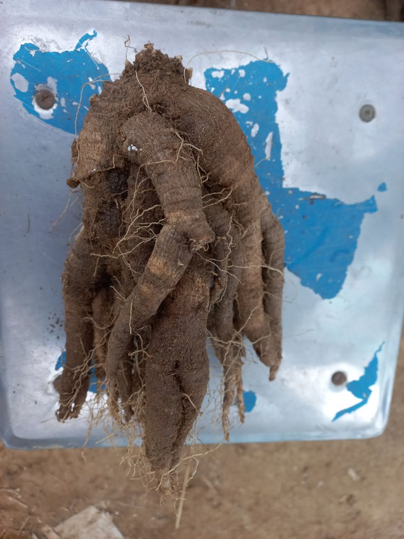 이명숙님의 장터 판매 상품 [더덕500g    판매완료 ] 첨부 사진