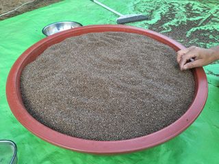 들꽃농장님의 들깨 · 자유게시판 작성글 사진