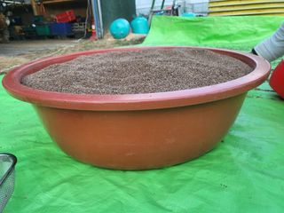 들꽃농장님의 들깨 · 자유게시판 작성글 사진