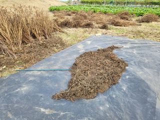 들꽃농장님의 들깨 · 자유게시판 작성글 사진