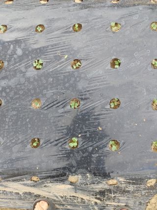 백일목님의 마늘 · 일상 작성글 사진