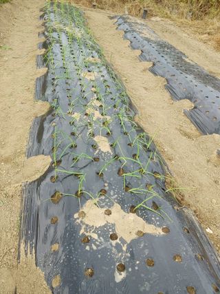 백일목님의 마늘 · 일상 작성글 사진