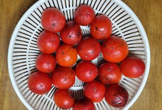 벤틀리 님의 [팜춘문예] 짧은 시 쓰기 · 참여글 작성글 사진