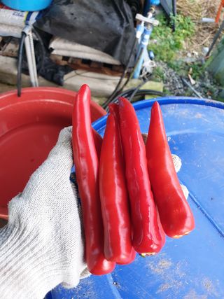 샤이니바다님의 고추 · 영농일지 작성글 사진