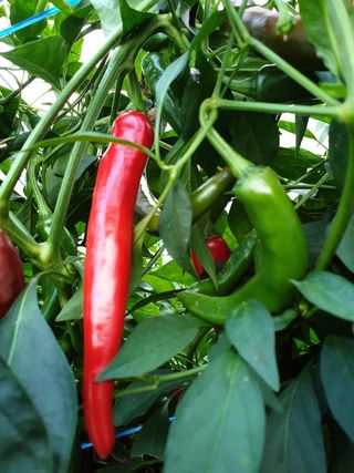 샤이니바다님의 고추 · 영농일지 작성글 사진