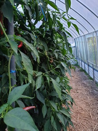 샤이니바다님의 고추 · 영농일지 작성글 사진