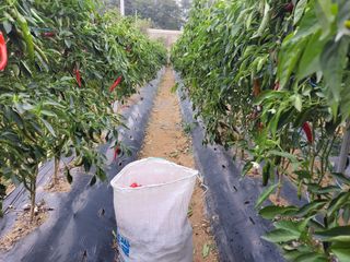 북극성짱님의 고추 · 수확 작성글 사진