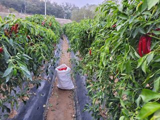 북극성짱님의 고추 · 수확 작성글 사진