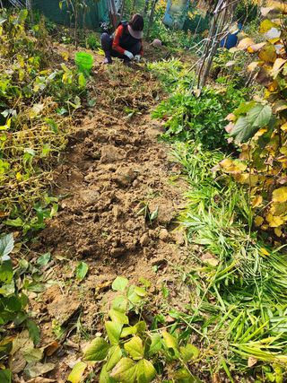 장재갑님의 콩 · 영농일지 작성글 사진