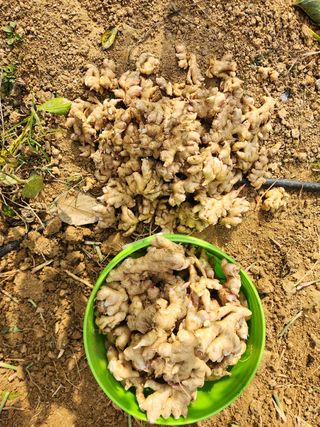 장재갑님의 콩 · 영농일지 작성글 사진