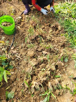 장재갑님의 콩 · 영농일지 작성글 사진