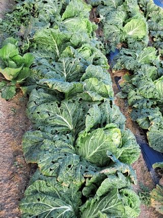 이종춘님의 기타작물 · 자유게시판 작성글 사진