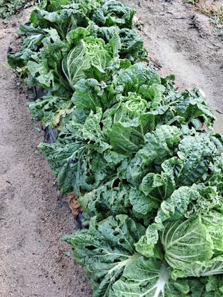 이종춘님의 기타작물 · 자유게시판 작성글 사진