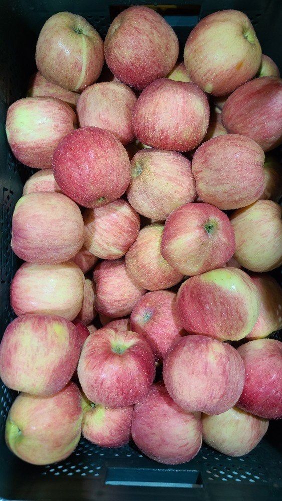 국민농산님의 장터 판매 상품 [영주 사과 부사 2.5kg/5kg] 첨부 사진