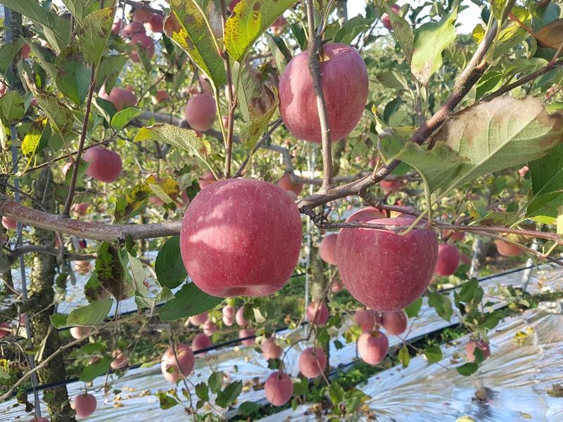 국민농산님의 장터 판매 상품 [영주 사과 부사 2.5kg/5kg] 첨부 사진