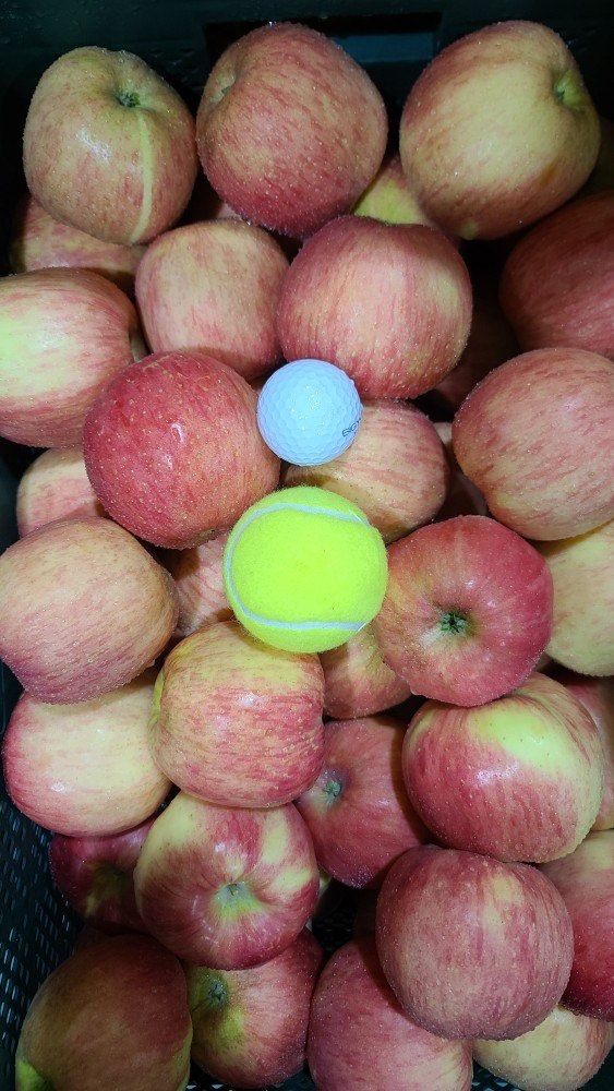 국민농산님의 장터 판매 상품 [영주 사과 부사 2.5kg/5kg] 첨부 사진