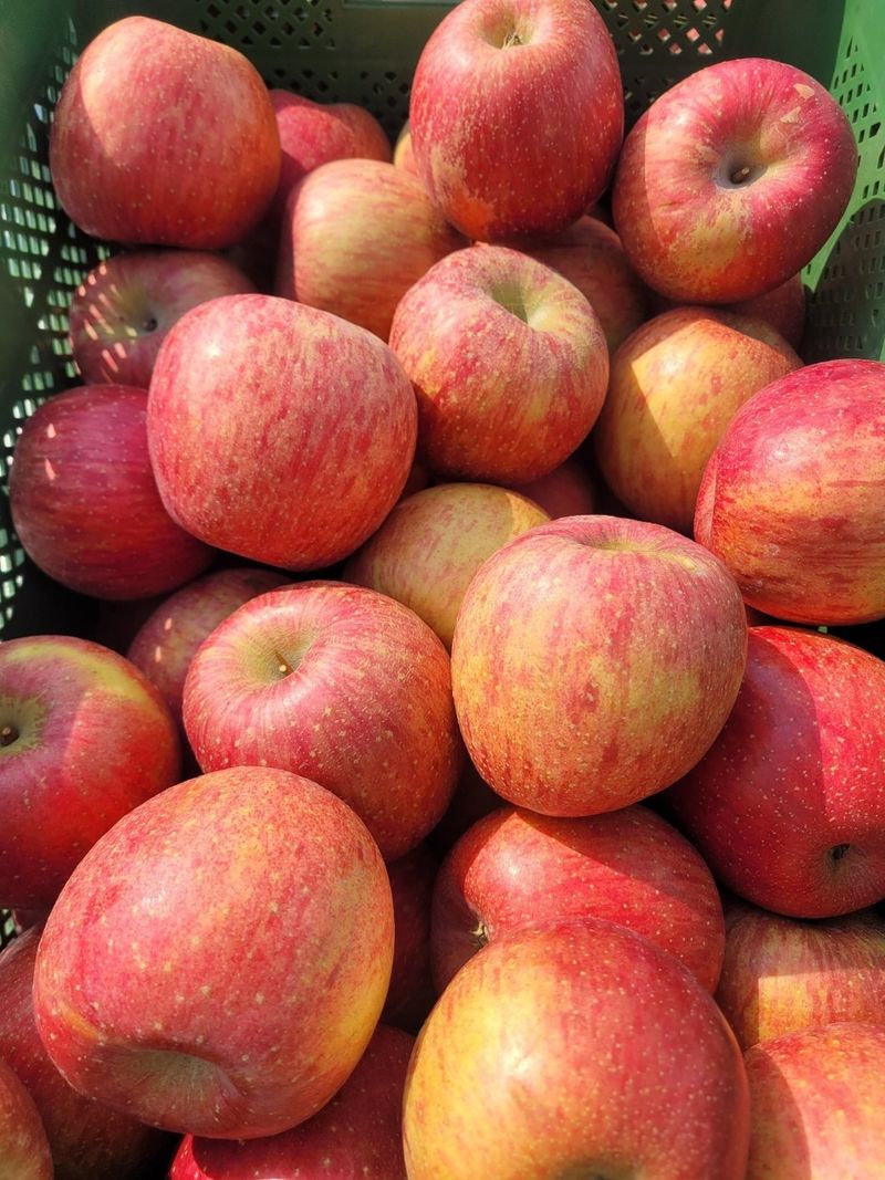 국민농산님의 장터 판매 상품 [영주 사과 부사 2.5kg/5kg] 첨부 사진