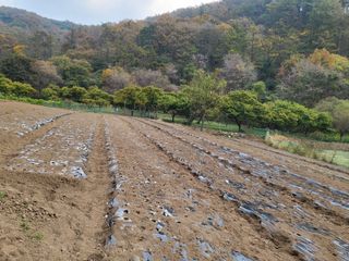 동해리님의 마늘 · 일상 작성글 사진