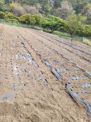 동해리님의 마늘 · 일상 작성글 사진