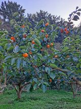 팜모닝 [팜춘문예] 짧은 시 쓰기·참여글 게시글 이미지