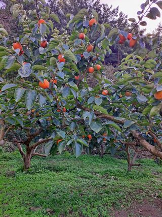 농촌사랑님의 [팜춘문예] 짧은 시 쓰기 · 참여글 작성글 사진