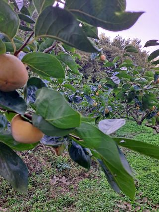 농촌사랑님의 [팜춘문예] 짧은 시 쓰기 · 참여글 작성글 사진