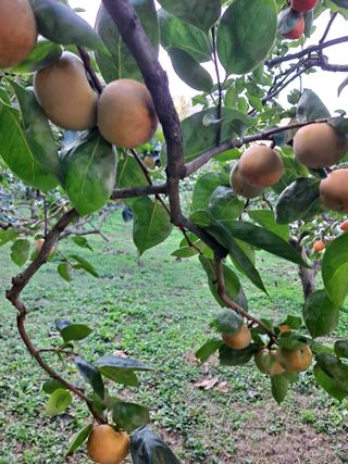 농촌사랑님의 [팜춘문예] 짧은 시 쓰기 · 참여글 작성글 사진