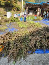 팜모닝 · 게시글 이미지