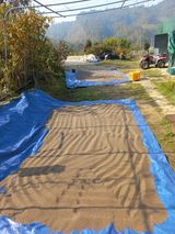 팜모닝 들깨·자유게시판 게시글 이미지