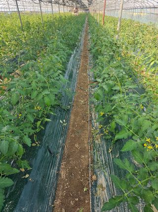 윤여복님의 토마토 · 생장기 농작업 작성글 사진