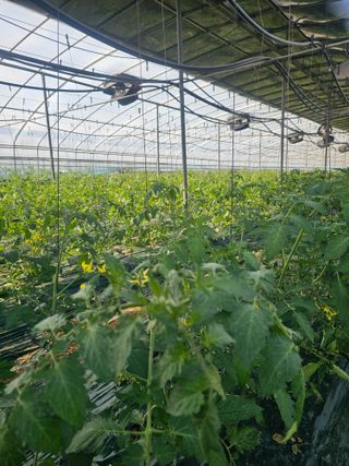 윤여복님의 토마토 · 생장기 농작업 작성글 사진