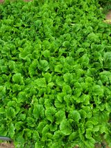 팜모닝 장터이야기·자유게시판 게시글 이미지