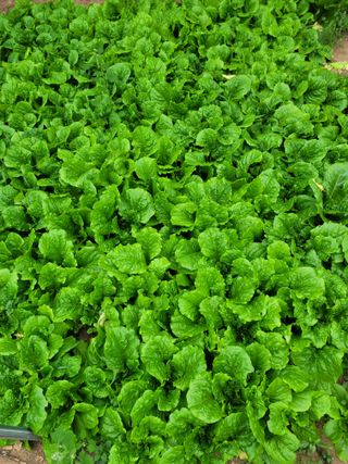 김유숙님의 장터이야기 · 자유게시판 작성글 사진